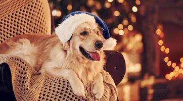 en sombrero de papá noel. lindo golden retriever en casa. celebrando año nuevo y navidad foto