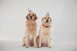 sombreros de fiesta en la cabeza. dos golden retrievers juntos en el estudio con fondo blanco foto