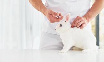Young veterinatian is indoors with little rabbit. Conception of healthcare photo