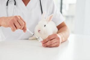 Young veterinatian is indoors with little rabbit. Conception of healthcare photo