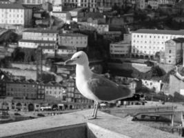 porto at the douro river photo