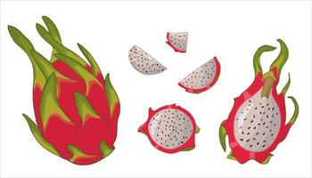 Pitaya isolated on white, in different types whole, peeled, cut, flesh. Vector hand- drawn illustration