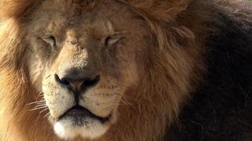Portrait of a big male lion Panthera leo video