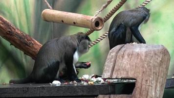 Two monkey eat vegetable Cercopithecus campbelli video