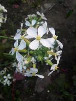 Radish flower,walpepar, Beautiful flower ,Natural flower photo