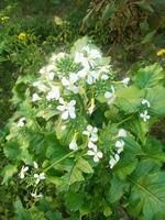 Radish flower,walpepar, Beautiful flower ,Natural flower photo