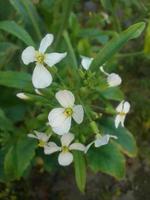 Radish flower,walpepar, Beautiful flower ,Natural flower photo