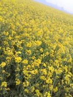 Mustard Flower,walpaper,Beautiful , photo