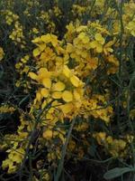 Mustard Flower,walpaper,Beautiful , photo