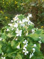 Radish flower,walpepar, Beautiful flower ,Natural flower photo