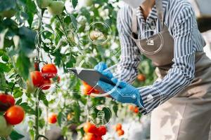 Smart farmer using application by tablet concepts vegetables and tomato at greenhouse. and visual icon.Smart farming photo