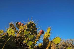 hoja de cactus de pera espinosa verde foto