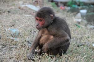 Monkey in Chains in Vietnam photo