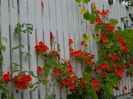 Spring time in norway photo