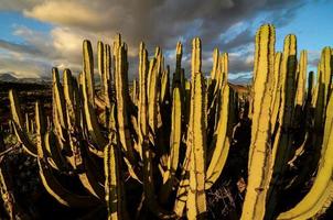 Desert landscape view photo