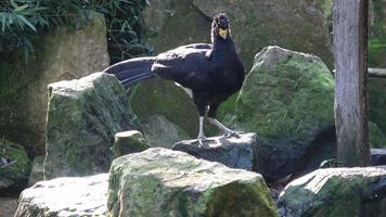 un' maschio nero riccio crax alettone, è un' specie di uccello nel il famiglia cracidae. video