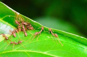 Teamwork of Weaver Ant photo