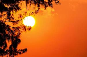 Silhouette of the tree and the sun in a light orange yellow at sunset photo