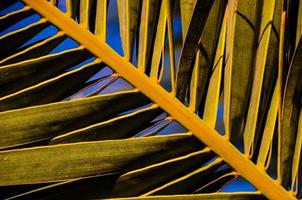 Palm tree leaves close-up photo