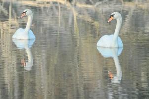 Beautiful swans close-up photo