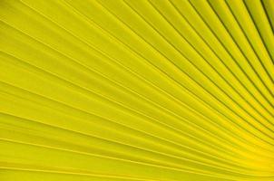 Palm tree leaves close-up photo