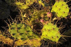 hoja de cactus de pera espinosa verde foto