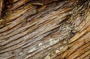 Wood texture close-up photo