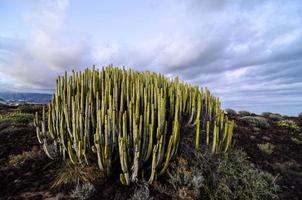 View of cactus photo