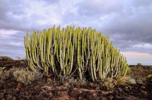 Cacti on desert vegetation photo