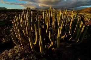 Cacti on desert vegetation photo