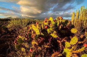 cactus en la vegetación del desierto foto