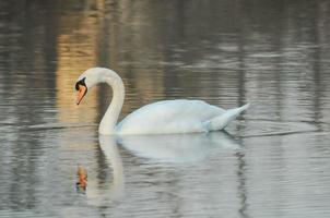 Noble White Swan photo