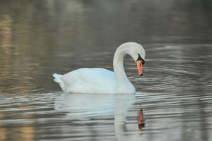 Noble White Swan photo