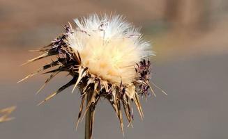 Some Dried Flowers photo