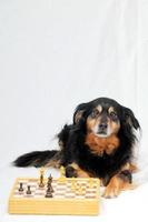 Smart Dog Playing Chess photo