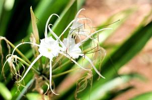 White Colored Flowers photo