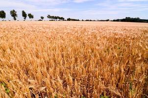 Wheat field view photo