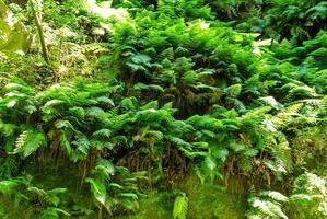 Green forest close-up photo