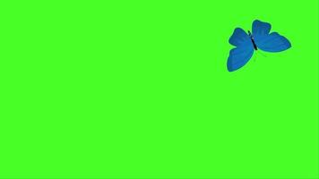 mariposa voladora animación pantalla verde video gratis