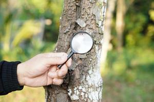 Closeup hand hold magnify glass to explore tiny insects on bark of tree.Concept, examine, explore, research nature or biological organisms. Study about environment and plants. photo