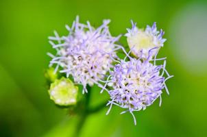 flores de maleza macho cabrío ageratum conyzoides foto