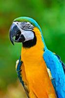 pájaros coloridos guacamayo azul y oro foto