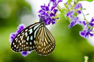 Cerrar mariposa tigre azul o tirumala hamata foto