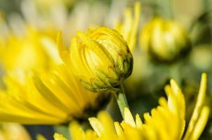 cerrar brotes amarillo crisantemo morifolium flores foto