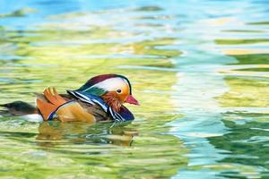 Male Mandarin Duck photo