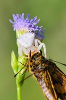 White Crab Spider on flower photo