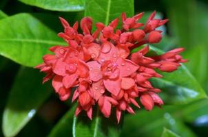 Red flower of West Indian Jasmine Ixora chinensis Lamk photo