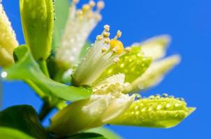 flores blancas de murraya paniculata foto