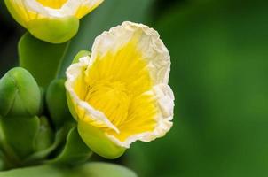 Yellow flower of Limnocharis flava photo