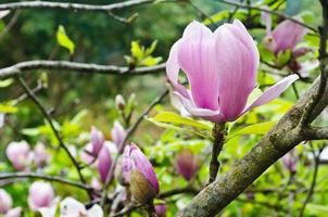 Magnolia Soulangeana flowers photo